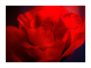 0147 So Red The Rose - Naturfoto - Konstnär: Bengt Grönkvist
